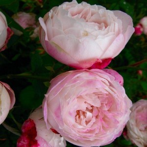 MADAME PIERRE OGER (Historic) (Bourbon)